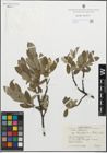 Foto von Salix glauca subsp. stipulifera (Flod. ex Häyrén) Hiitonen